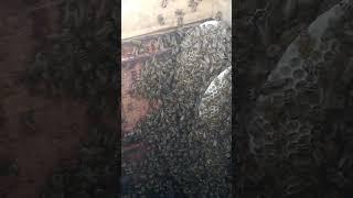 Трутовый рой живёт без матки #карника #пасекашумного #пасека #beekeeper #матковод #заказ