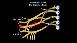 Posterior Cord of the Brachial Plexus A Radial Plus Palsy