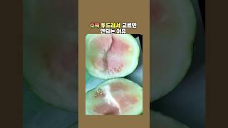 수박 두드려서 고르면 안되는 이유
