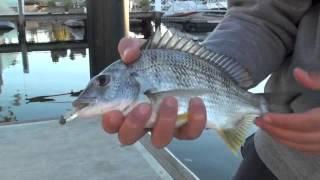 Fishing Yowie Bay