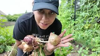 Harvesting Onions and Seeds | Garden Vlog