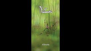 Nature | Cinematic | #Shorts