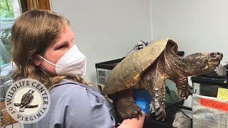 STUDENT LIFE at a wildlife hospital