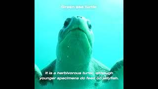 Green sea turtle - Tortuga Verde