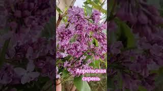 немного нежности вам в ленту🩷🩷🩷🩷#bukhara #music #flowers #love #like #spring #сирень #весна #car