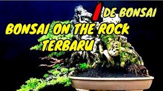 Koleksi bonsai on the rock paling baik || IDE BONSAI