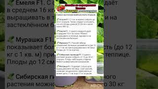 🟢Самое высокоурожайные сорта огурцов 2025