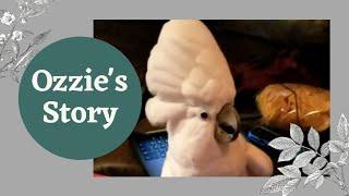 Ozzie the Cockatoos Story...and a Butterfly visits