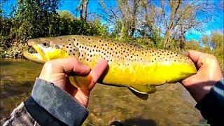 My Personal Best Wild Brown Trout of 2019!!!