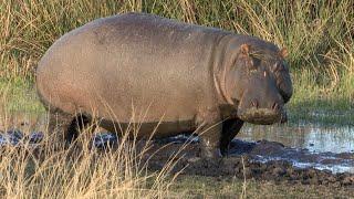 Mud Walk: Hippo Enjoying Afternoon Relaxation