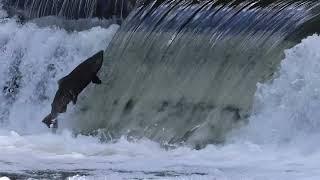 Salmon Jumping Swimming Upstream Stock Footage 2