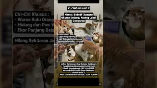 Info kucing hilang #medandenai #medan #sumaterautara