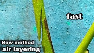 NEW METHOD FOR GROWING ROOTS FASTER GROWING PLANTS - AIR LAYERING PLANTS EXAMPLE