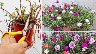 5 URGENT Things To Do On Portulaca NOW For HEAVY Flowering