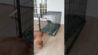 Dog Plays a Trick On The Cat!