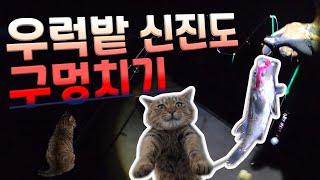 태안 신진도 구멍치기,내림낚시 우럭,놀래미 낚시 영상 feat. 고양이 냥이