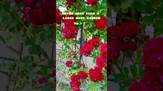 Rose Garden in Vienna, Austria  #rose #vienna #austria #europe #summer #vacation #holiday
