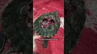 Severe Shell Fracture in Turtle Shows Internal Organs - Reptile Trauma