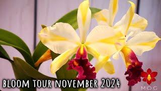 Orchid Bloom Tour - November 2024