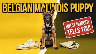 Belgian Malinois Puppy Ownership What Nobody Tells You!