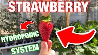 How to Build a Super Simple Strawberry Hydroponic System