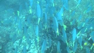 Yellow-tailed Surgeonfish 1, Isla Floreana, Galápagos Islands