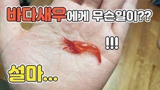 [TV생물도감] 헐!! 껍데기만 남은 바다새우? + 니모 먹이주기 영상