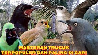 masteran Trucuk dengan kombinasi suara burung masteran terbaik dan mudah di Tirukan.