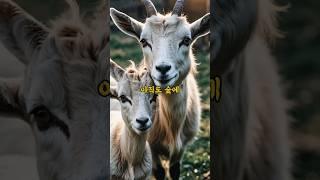 고전 명작 동화   늑대와 일곱 마리 아기 염소 3편 #지식 #영감을주는이야기 #동화