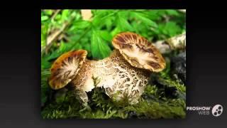 Polyporus squamosus - fungi kingdom