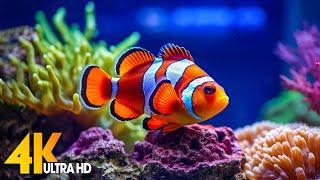 Aquarium 4K VIDEO (ULTRA HD)  Beautiful Coral Reef Fish - Relaxing Sleep Meditation Music #35