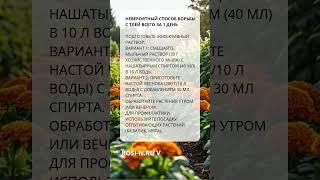Невероятный способ борьбы с тлёй всего за 1 день