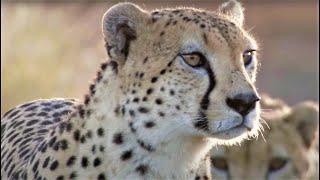 Best Cheetah Moments | Top 5 | BBC Earth