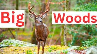 Finding Deer in the Big Woods