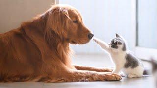 BIG DOGS  Meeting Cute Kittens  For The First Time (NEW)