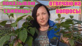 Мы начали отправлять саженцы