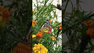 Beautiful Common jezebel Butterfly #trending #naturesgarden #butterfly #shortvideo #lovestatus