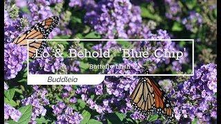 30 Seconds with Lo & Behold® 'Blue Chip' Butterfly Bush