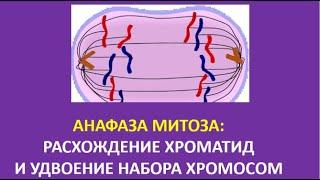 8. Анафаза митоза: расхождение хроматид и удвоение набора хромосом