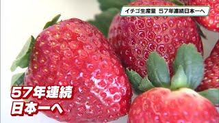 栃木県のイチゴの生産量「５７年連続日本一」が確実に　販売額は３年連続で過去最高を更新