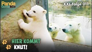 XXL-Knut-Spezial: Abenteuer mit Knut dem kleinen Eisbären im Zoo | Panda, Gorilla & Co.