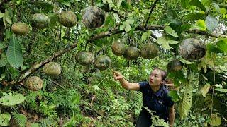 Harvest giant forest fruits goes to market sell - Cooking | Ly Thi Tam