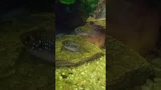 Anomalochromis Thomasi ,výtěr mladého páru 24.9.2021.Video nahrál člen ČCK- Filip Hlaváč &  Filipo