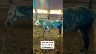 не надо лишних напрягов #youtubeshorts #horse #лошади #кони #прикол #топ #семья #животные #смех