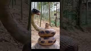 A horrific scene, a large and huge snake wrapped around a monkey in a forest in India