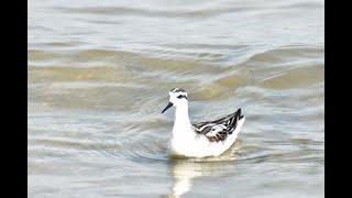 Chim biển Đà nẵng, mùa chim di cư - Da Nang seabird, migratory bird season