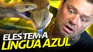 TILIQUA, O PODEROSO LAGARTO DA LINGUA AZUL! | A CASA DOS BICHOS