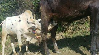 Bull breadding Cow milk |big bull drinking milk