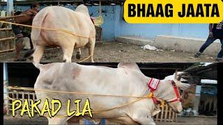 HAJI SIRAJ BHAI COWS LOADING FROM RAHEMEEN DAIRY FARM | KOLKATA COW 2024