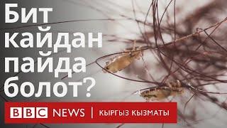 Бит кайдан пайда болот? - BBC Kyrgyz